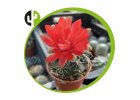 Gymnocalycium