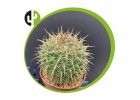 Notocactus