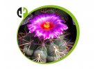 Thelocactus