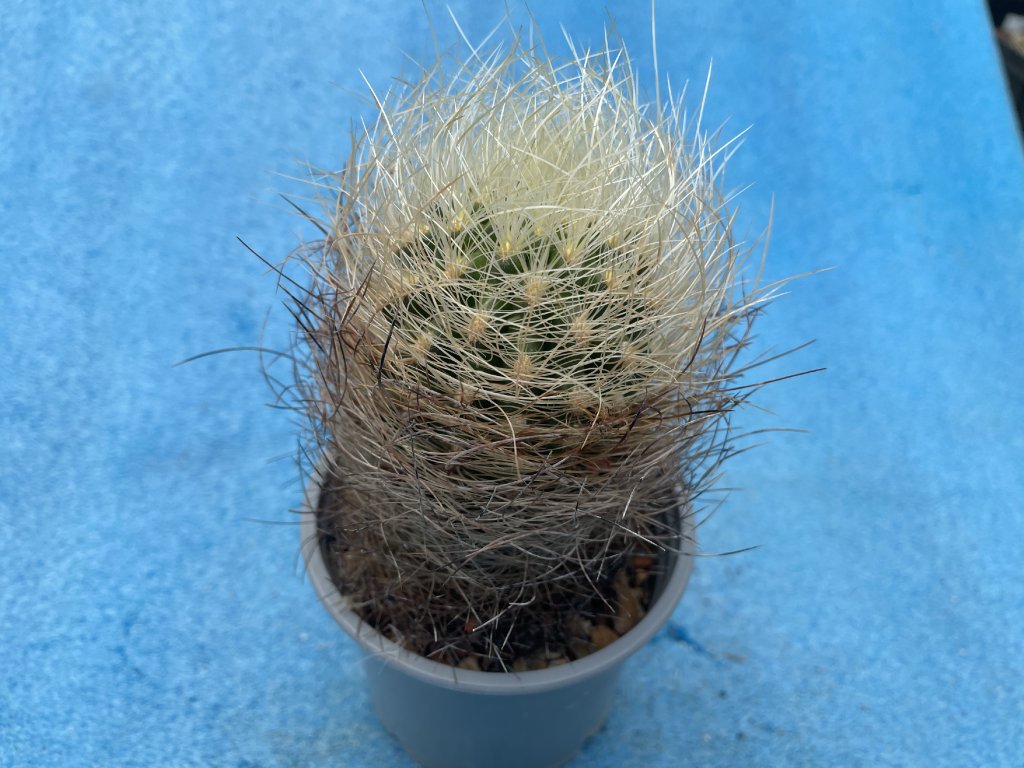 Neoporteria multicolor