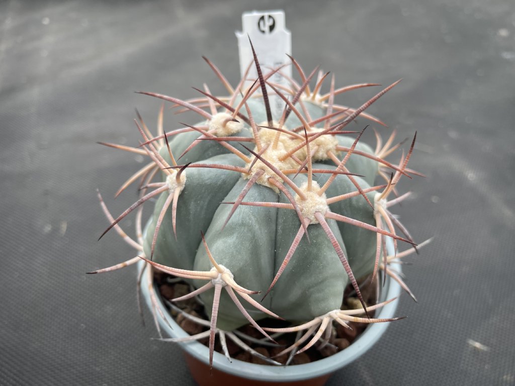 Echinocactus horizontalonius Las Coloradas