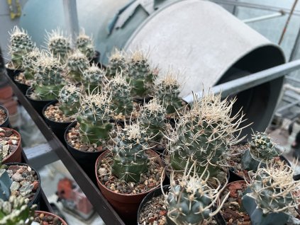 Navajoa peeblesiana