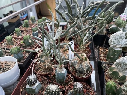 Astrophytum caput medusae