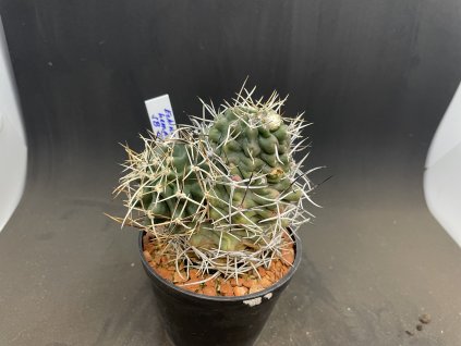 Echinocerteus hampeli SB 187