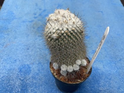 Epithelantha unguispina