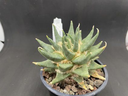 Ariocarphus trigonus úzké tuberkule