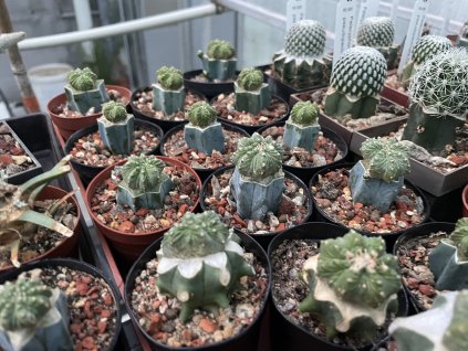 Aztekium ritteri