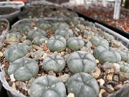 C11E2FA0 408C 49BD 927A 1EA20926FADD