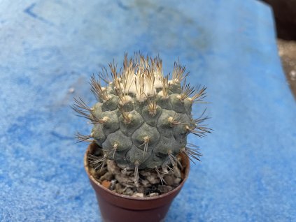 Strombocactus disciformis