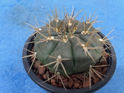 Gymnocallicium cardenasianum