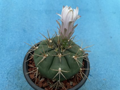 Gymnocalycium eurypleurum