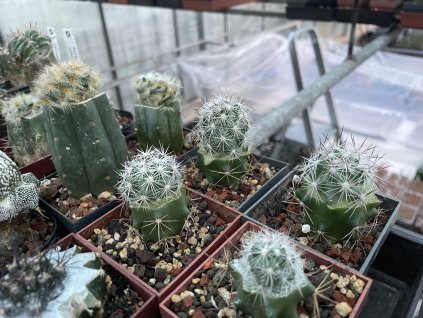 Escobaria alwersonii SB 1800