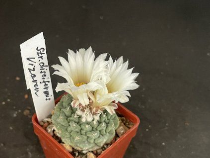 Strombocactus disciformis Viazion