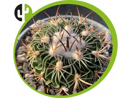 Echinofossulocactus multicostatus VZD167