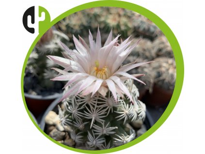 Escobaria abdita VZD 1313