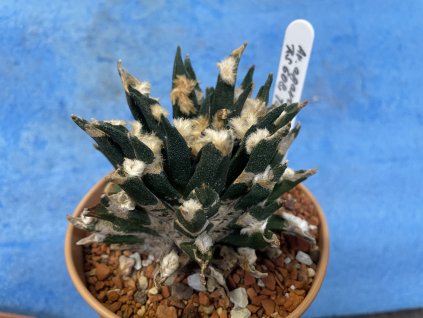 Ariocarpus agavoides PP 208 TulaAriocarpus agavoides PP 208 Tula