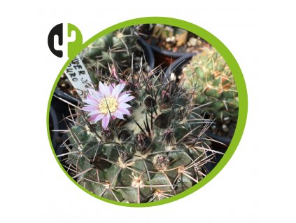 Neowerdermannia vorwerki Oruro Pampa