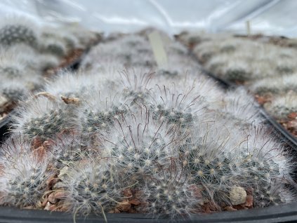 Mammillaria guelzoviana