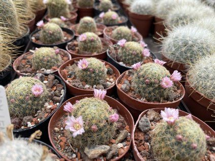 Mammillaria giselae MZ 1438