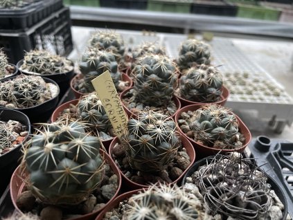 Coryphantha cornifera