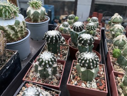 Discocactus horstii