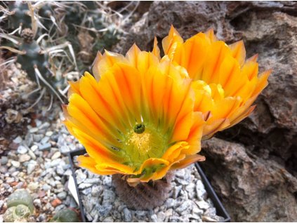 Echinocereus pectinatus var.ctenoides