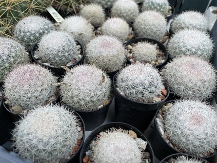 Mammillaria candida