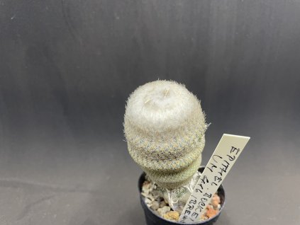 Epithelantha bockei VM 416