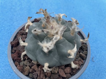 Lophophora wil.pluricostata