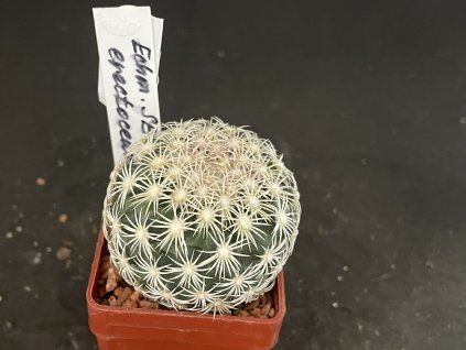 Echinomastus erectocentrus SB 462