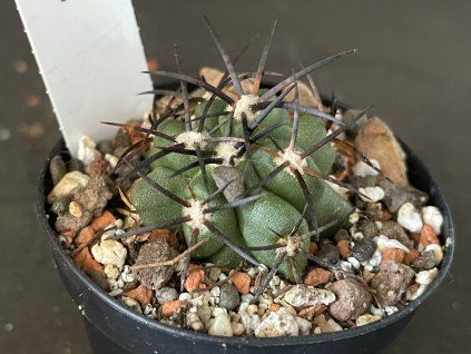 Copiapoa echinoides HNS 200