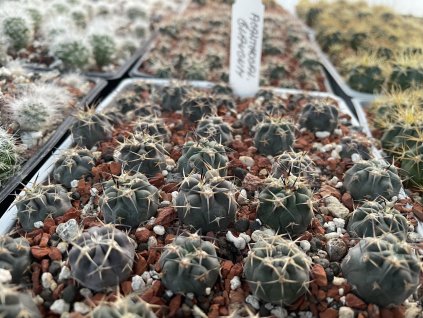 Acanthocalicium glaucum