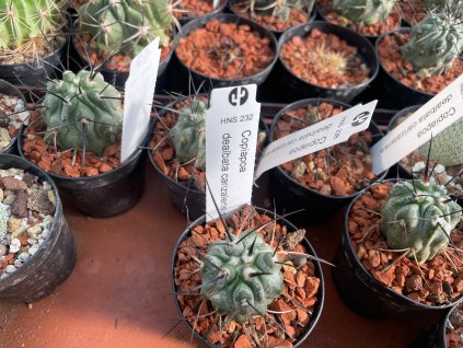 Copiapoa dealbata carizalensis HNS 232