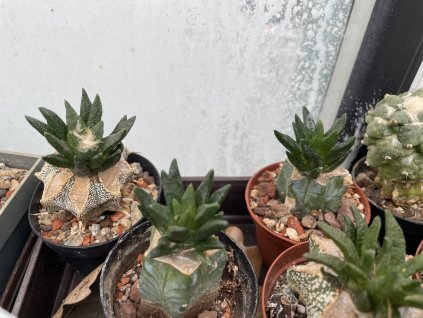 Ariocarphus scapharostrus