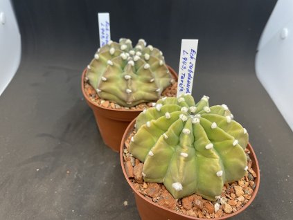 Echinopsis subdenudata L 943