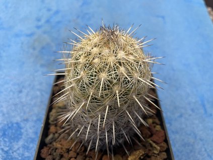 Coryphantha werdermanii