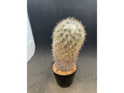 Coryphantha werdermanii SB 575