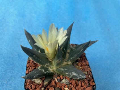Ariocarphus trigonus ssp.Elongatus PP231