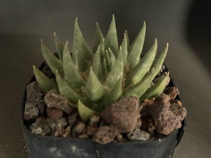 Ariocarphus trigonus ssp.Elongatus PP231