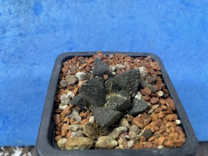 Ariocarphus fissuratus v.hintoni