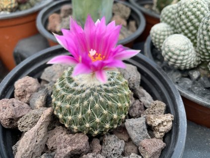 Encephalocarpus /Pelecyphora/ strobiliformis Dr. Arroyo