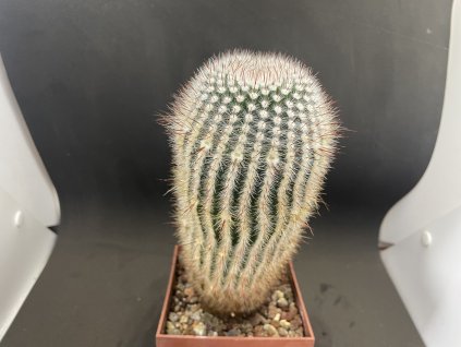 Notocactus scopa