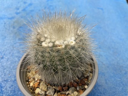 Notocactus scopa
