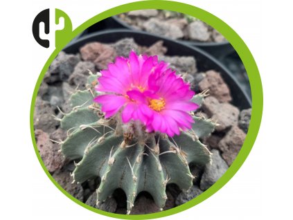 Geohintonia mexicana LH 441 Galeana