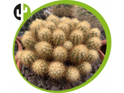 Acharagma roseanum subsp.galeanense