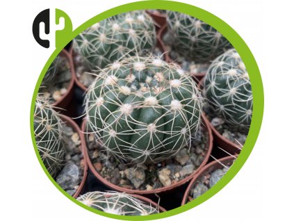 Notocactus uebelmanianus