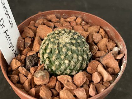 Encephalocarphus strobiliformis PP 184