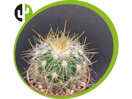 Echinofossulocactus albatus