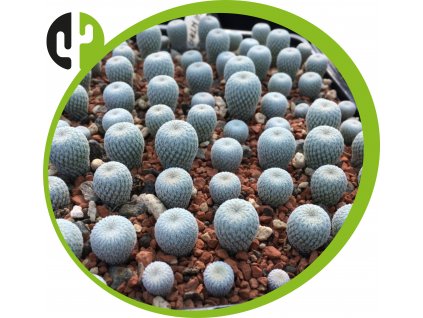 Epithelantha micromeris sp.Canion