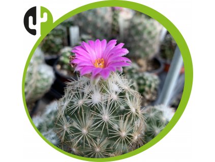 Escobaria grata MK 140.430 A
